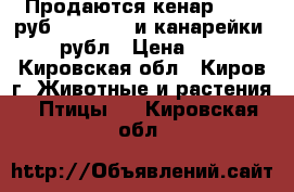 Продаются кенар .2000 руб           и канарейки 500 рубл › Цена ­ 500 - Кировская обл., Киров г. Животные и растения » Птицы   . Кировская обл.